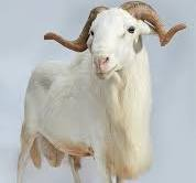 Ileya Ram